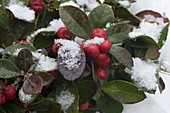 Gaultheria procumbens 'Winter Pearls' (fall berry) in the snow