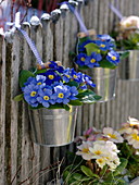 Small metal bucket with primula hung on a fence