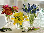 Spring bloomer in glasses primula 'Inara Fire', Narcissus