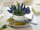 Blüten von Muscari 'Blue Magic' (Traubenhyazinthen) in weißer Suppentasse