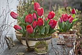 Tulipa 'Couleur Cardinal' (tulip) in English chip basket