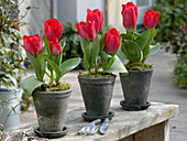 Tulipa 'Couleur Cardinal' (Tulip) in series