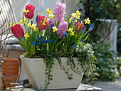 Bunter Frühlingskasten mit Hyacinthus (Hyazinthen), Narcissus 'Tete a Tete'