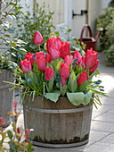 Tulipa 'Couleur Cardinal' (tulips), Muscari 'Blue Magic' (grape hyacinths)