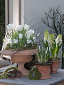 Tulipa (tulips), Viola cornuta (horned violet), Hyacinthus (hyacinths)