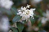 Osmanthus x burkwoodii (Duftblüte)