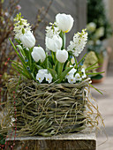 Tulipa 'Mondial' (Tulpen), Hyacinthus 'White Pearl' (Hyazinthen), Viola corn