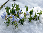Crocus vernus (Crocus) in the snow
