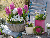 Hyacinthus 'Pink Pearl', Tulipa 'Mondial', Viola cornu
