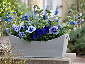 Frühlingskasten mit blauen Blumen