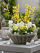 White and yellow spring basket, Forsythia 'Lynwood Gold'