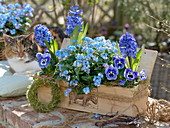 Holzkasten mit blauen Frühlingsblühern bepflanzt