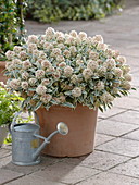 Skimmia 'Magic Marlot' (White variegated skimmia), watering can