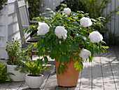 Paeonia suffruticosa 'Sahohime' syn 'Princess Saho' (shrub peony)