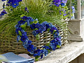 Heart of blue Primula belarina 'Cobalt Blue', 'Blue Sapphire'