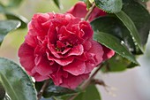 Camellia 'Kirin-No-Homare' (camellia)