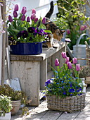Tulipa 'Cum Laude' purple, 'Valentine' pink-white (tulip), viola