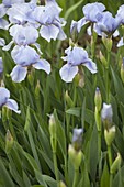 Iris hybrid barbata media 'dawn'