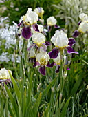 Iris barbata elatior 'Wabash' (Tall Bearded Iris)