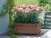 Dianthus (carnations) in terracotta box