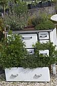 Unusual herbal bed planted in old kitchen stove