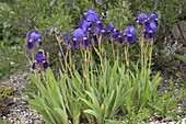 Iris barbata 'Amas' (Historic Iris)