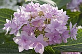 Hydrangea 'You And Me Forever' (Hydrangea)