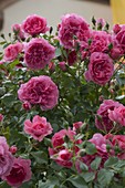 Rosa 'Rosarium Uetersen' (climbing rose)