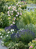 Roses with herbs and perennials