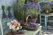 Herb terrace with lavender 'Hidcote Blue' (Lavandula)