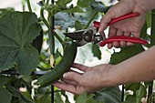 Refined mini snake cucumber is harvested with scissors