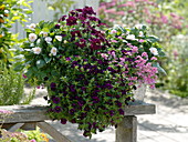 Woman is planting violet-white balcony box