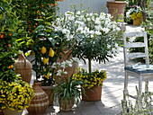 Greek terrace, Olea europaea, Nerium oleander