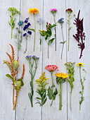 Cut flowers - tableau for cottage garden bouquet