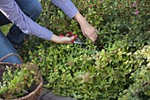 Woman cutting back Spiraea japonica after flowering