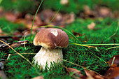 Steinpilz, Boletus edulis, Deutschland / mushroom, Boletus edulis, Germany