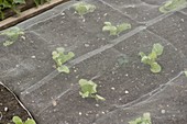 Jungpflanzen von Chinakohl (Brassica) unter Schutzvlies