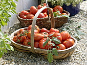 Körbe mit frisch geernteten Tomaten (Lycopersicon)