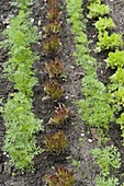 Mixed culture with colorful salads (lettuce) and carrots (Daucus)