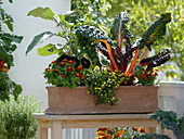 Vegetables and herbs on the balcony