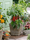 Red and yellow paprika in baskets