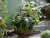 Mini eggplant 'Ophelia' (eggplant) in basket