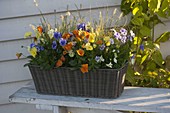 Basket box planted with viola cornuta and pennisetum