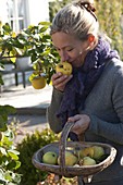 Woman is harvesting apple quinces