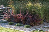 Pebble bed with Miscanthus 'Gracilimus', Berberis thunbergii