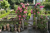 Art garden, climbing roses at the entrance to the cottage garden