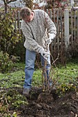 Planting forsythia (gold bells) with exposed roots