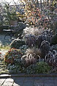 Frozen autumnal bed with perennials and grasses