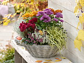 Autumn basket with Chrysanthemum, Calluna