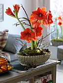 Plant amaryllis in a rustic shell
